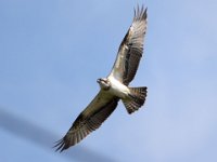 Fischadler (Pandion haliaetus) 33